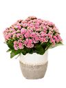 Pianta di kalanchoe